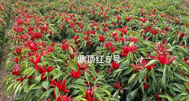 鼎顶红5号朝天椒种子大果籽粒多饱满坐果的果实脱水快8厘米