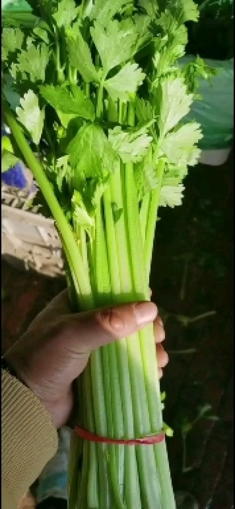 大量提供香芹欢迎各路电商老板来电
