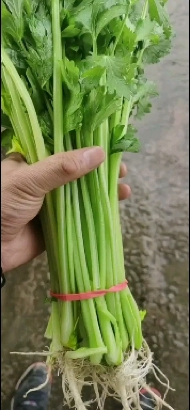 大量提供香芹欢迎各路电商老板来电