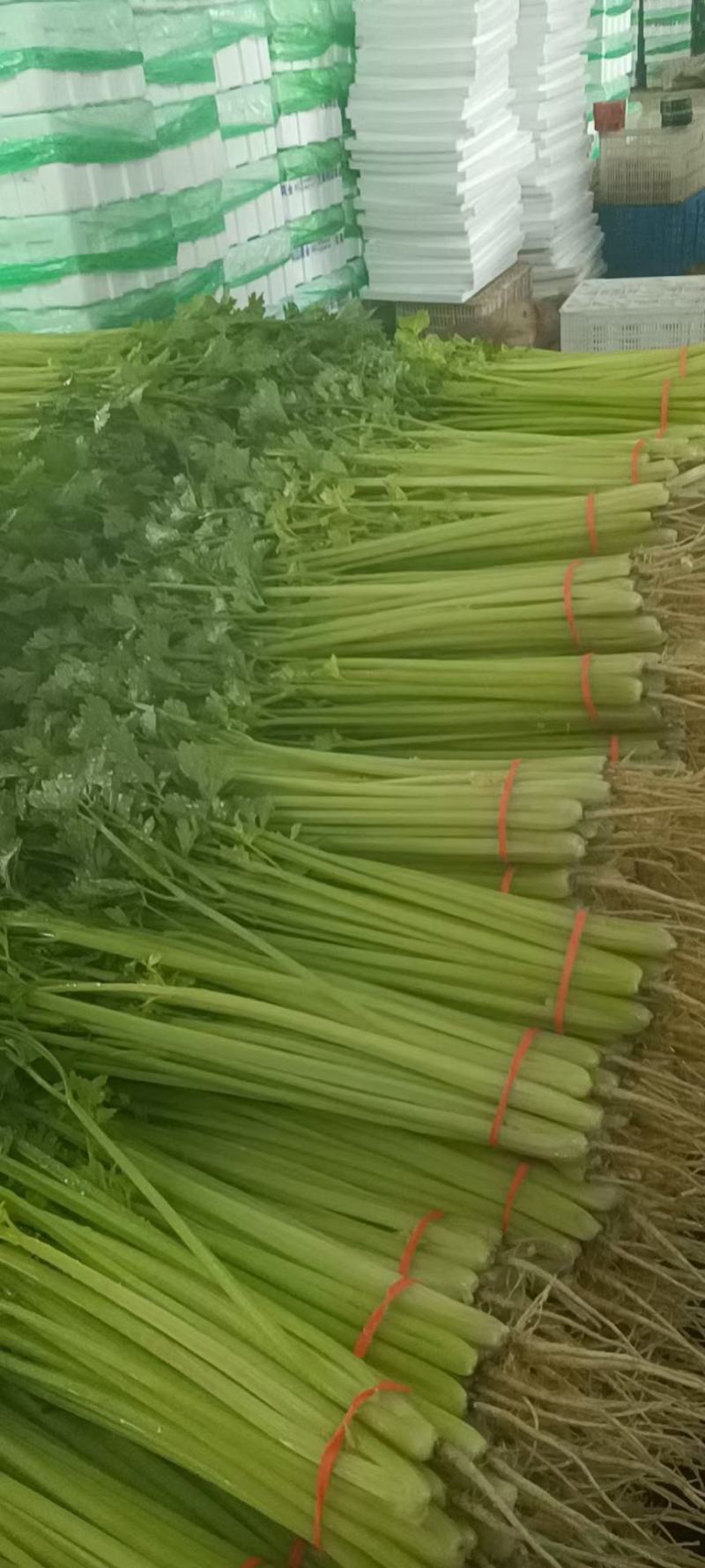 大量提供香芹欢迎各路电商老板来电