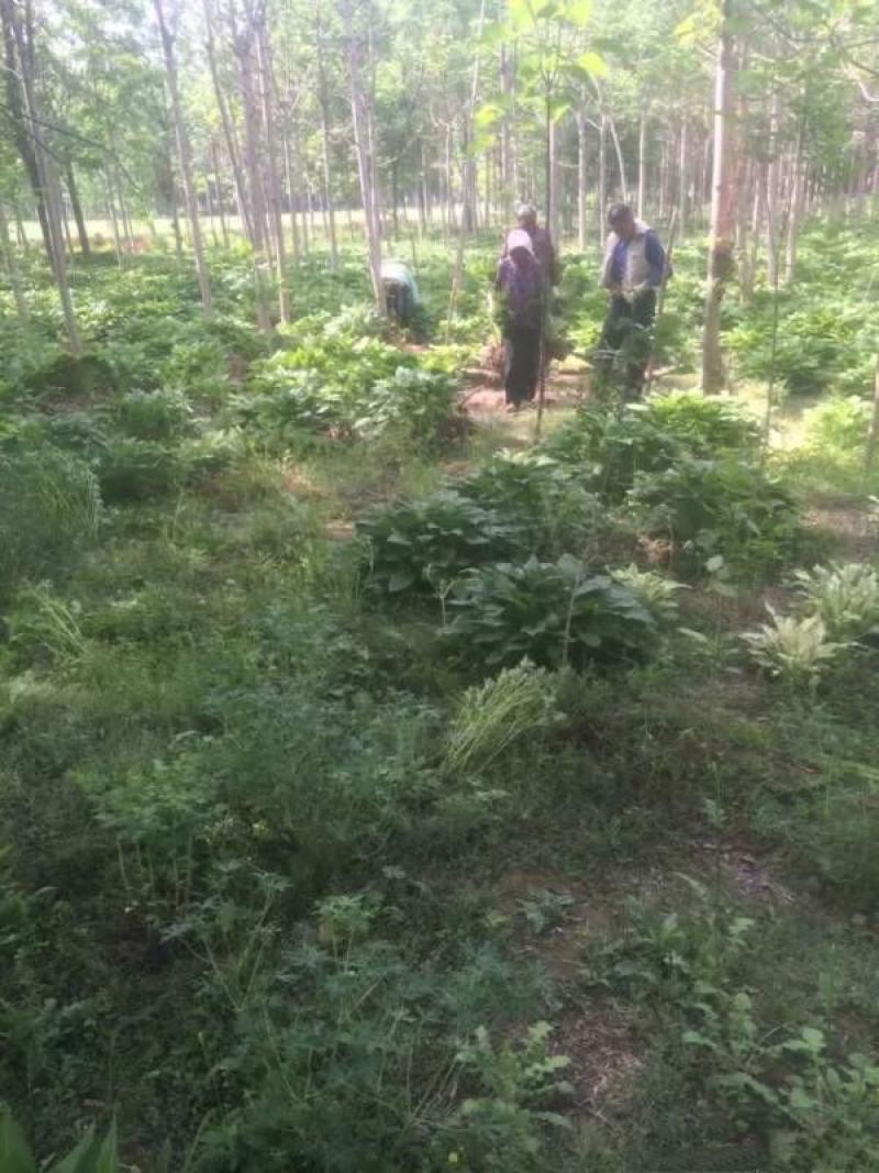 玉簪花
