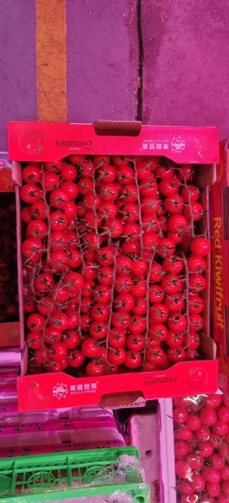 樱桃串收小番茄，新鲜上市可供电商，超市。各大市场。