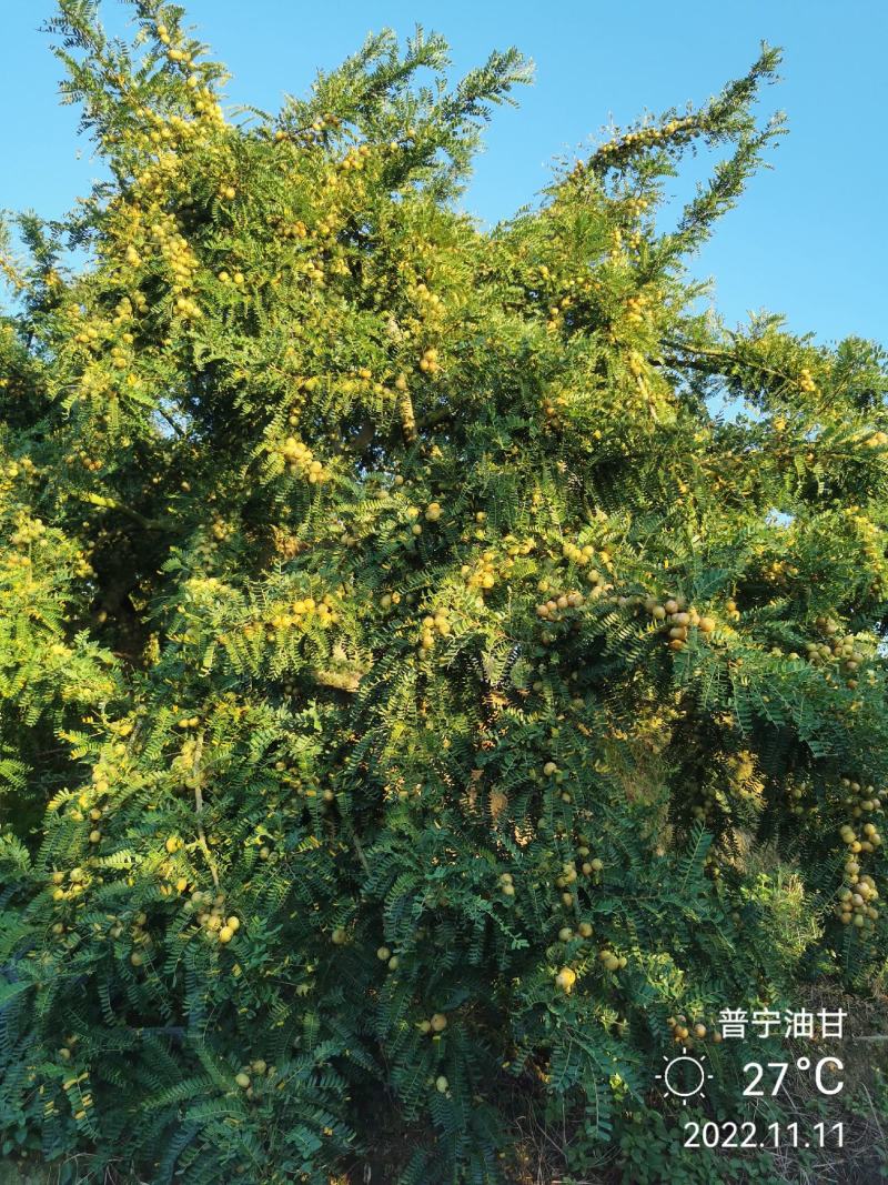 潮汕甜油甘普宁油甘网红油甘基地直发千亩产地新鲜采摘