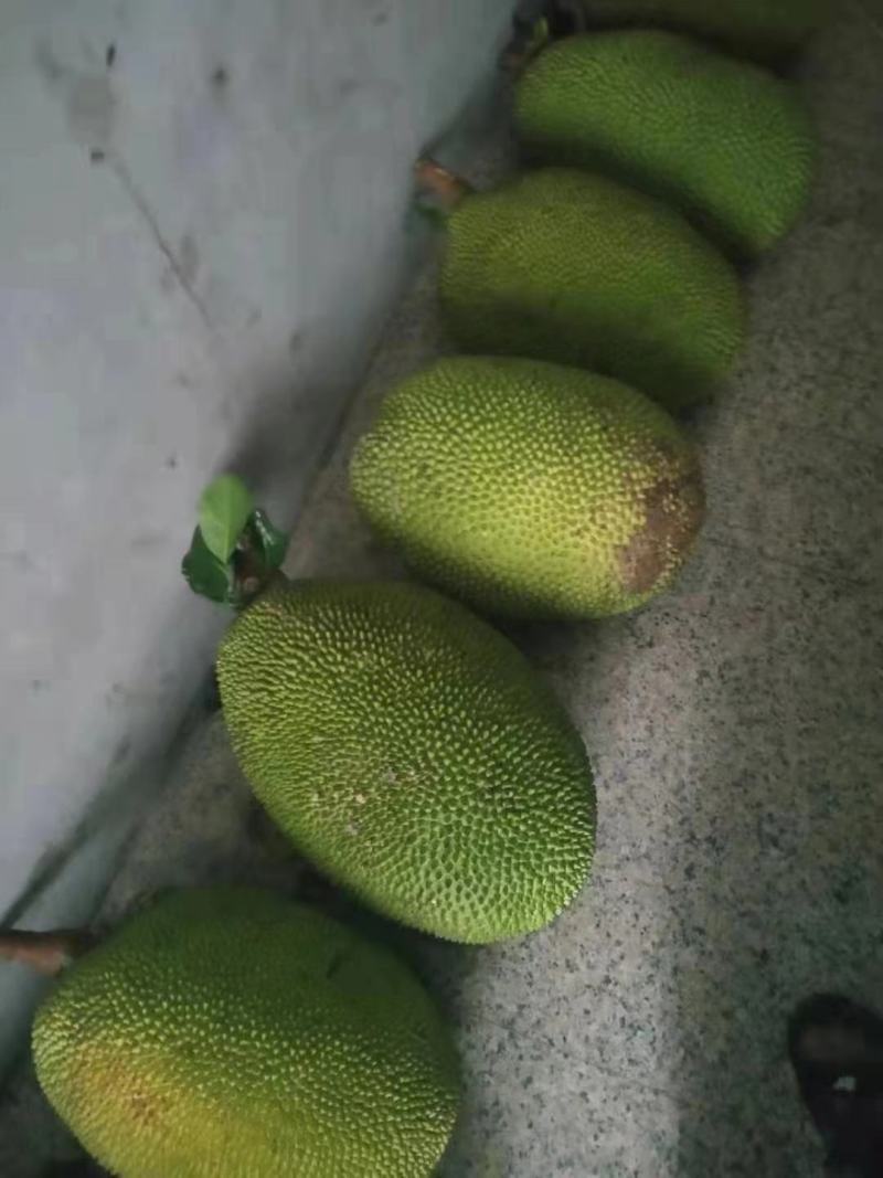 长期有货一手货源新鲜各种菠萝蜜