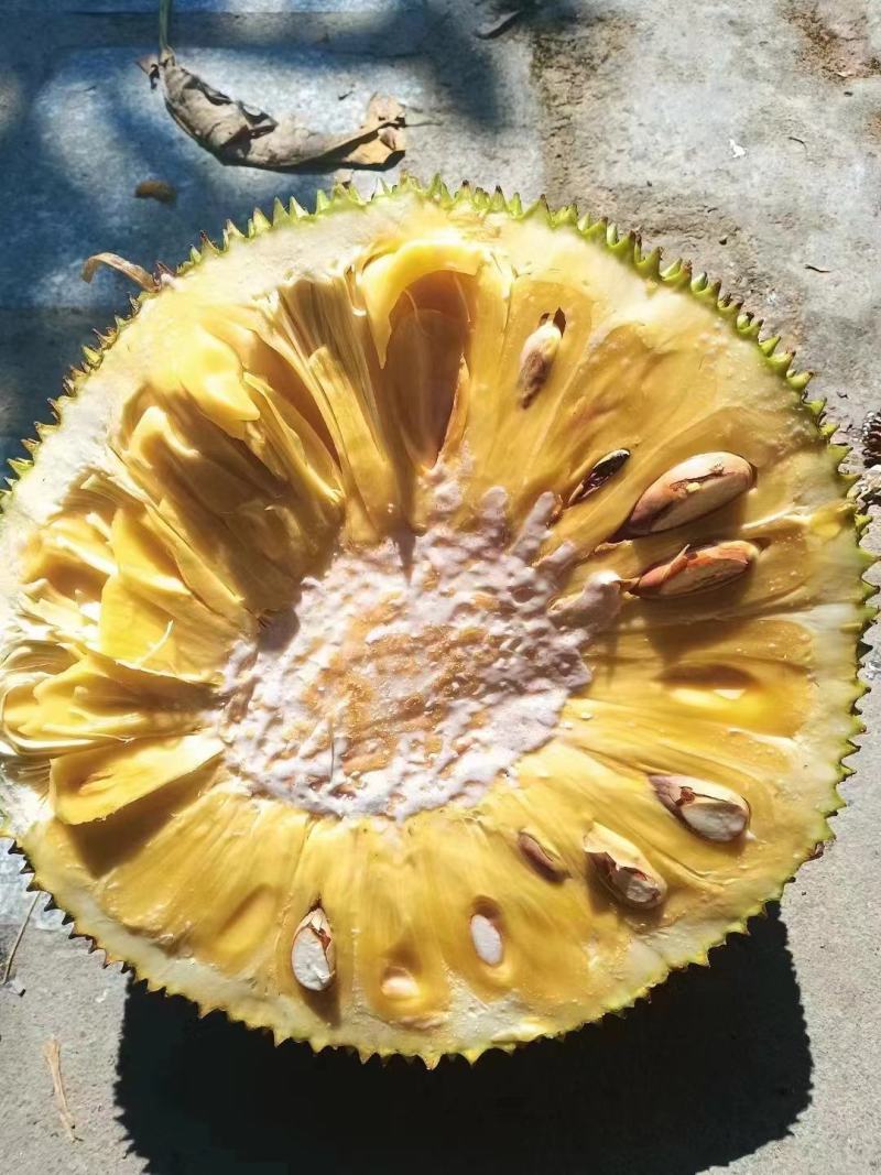 长期有货一手货源新鲜各种菠萝蜜