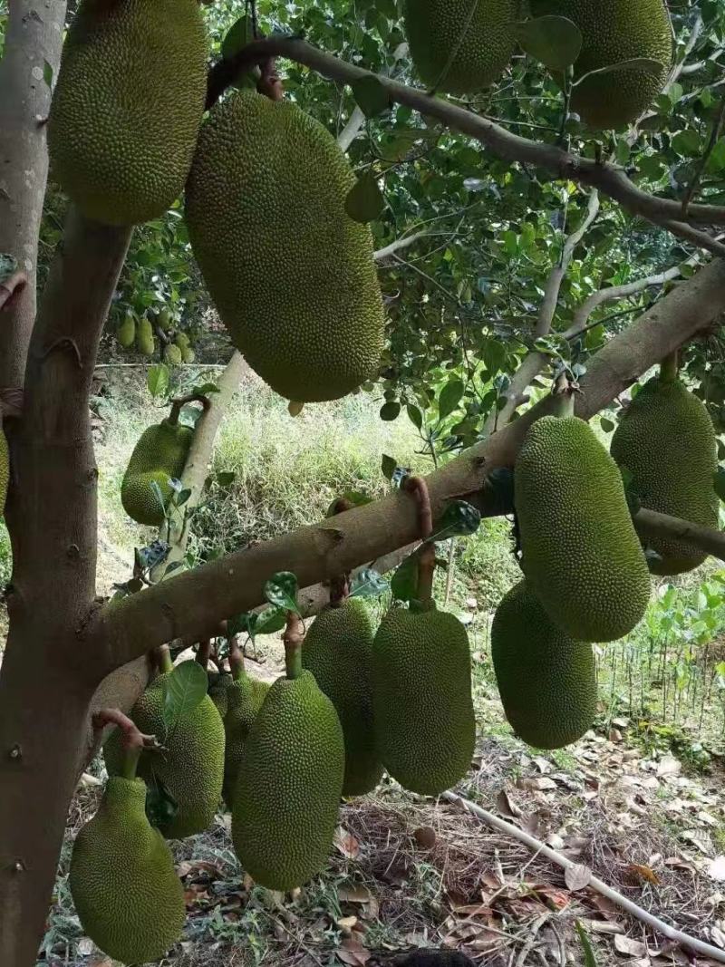 长期有货一手货源新鲜各种菠萝蜜