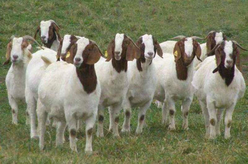 波尔山羊种羊买10只送1只公羊免费送货货到付款