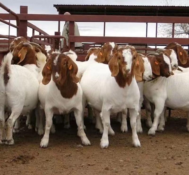 波尔山羊种羊买10只送1只公羊免费送货货到付款