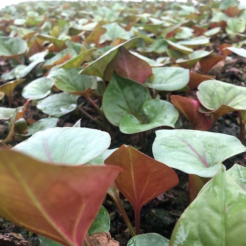 折耳根鱼腥草四川新鲜嫩叶凉拌蔬菜当季鱼腥草现摘现发