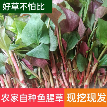 折耳根鱼腥草四川新鲜嫩叶凉拌蔬菜当季鱼腥草现摘现发