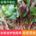 折耳根鱼腥草四川新鲜嫩叶凉拌蔬菜当季鱼腥草现摘现发