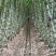 陶山甘蔗