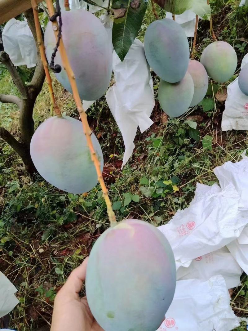 攀枝花杨峰凯特芒果