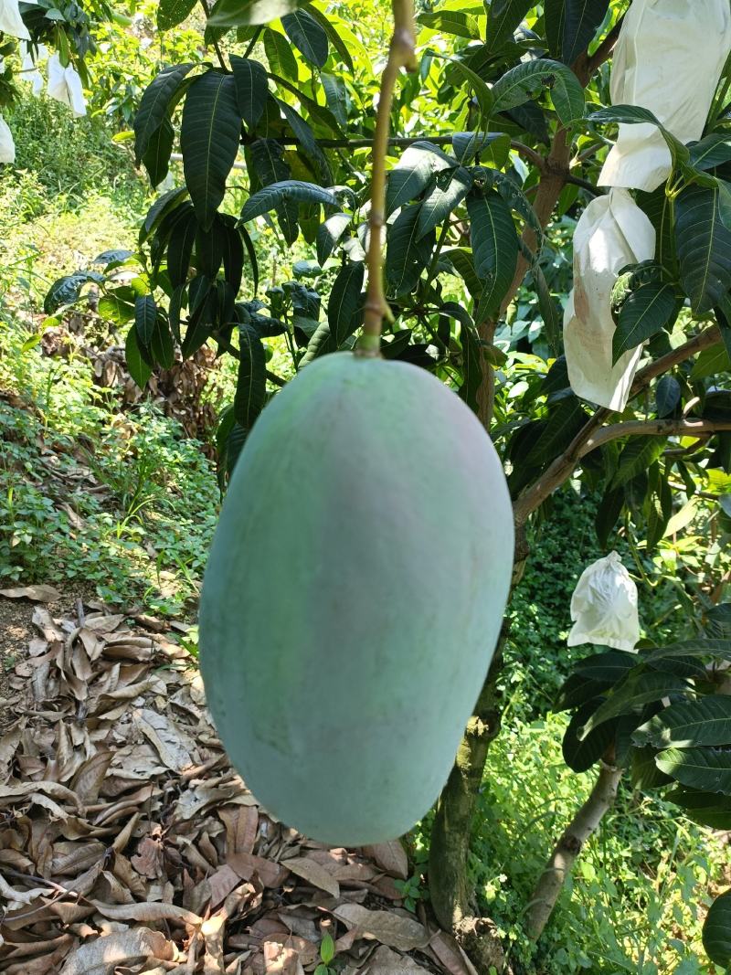 攀枝花杨峰凯特芒果