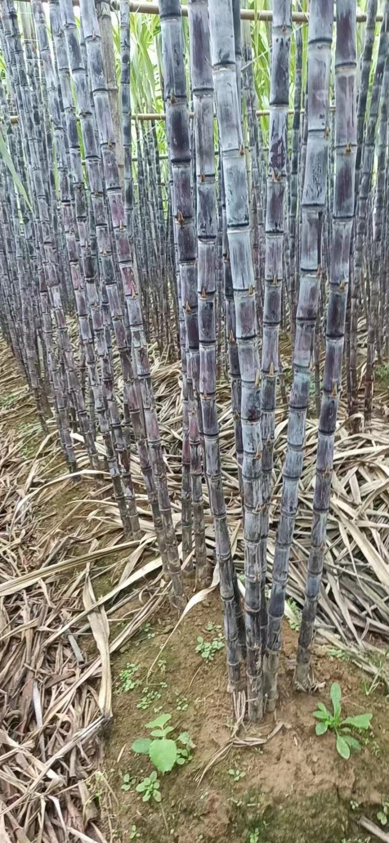 黑皮甘蔗，韶关翁源，现砍现发，基地货源，量大从优，欢迎～