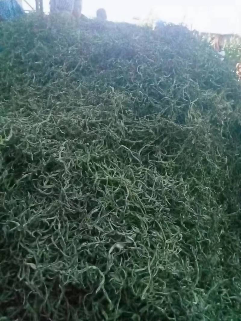 东北干豆角丝，颜色好，质量很好。