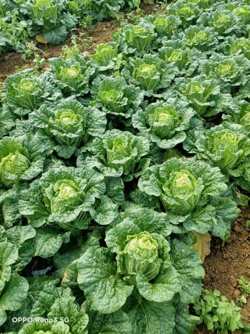 卖麻叶菜、大白菜、青口白