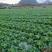 卖麻叶菜、大白菜、青口白