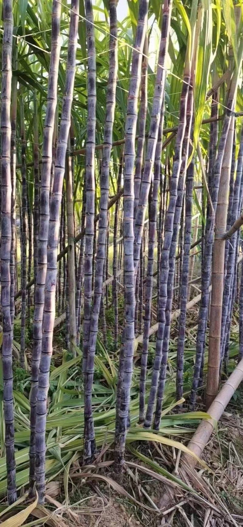 黑皮甘蔗，韶关翁源，现砍现发，基地货源，量大从优，欢迎～
