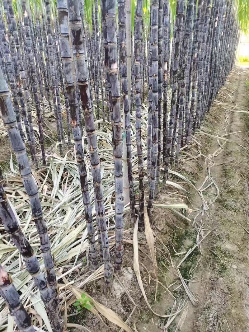黑皮甘蔗，韶关翁源，现砍现发，基地货源，量大从优，欢迎～