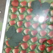 精品天仙醉草莓，大量上市，欢迎各界水果大佬前来采购