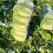 精品黄心大白菜质量保证颜色漂亮饱满需要的老板欢迎来电