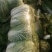 精品黄心大白菜质量保证颜色漂亮饱满需要的老板欢迎来电