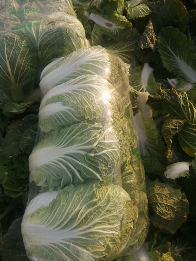 精品黄心大白菜质量保证颜色漂亮饱满需要的老板欢迎来电