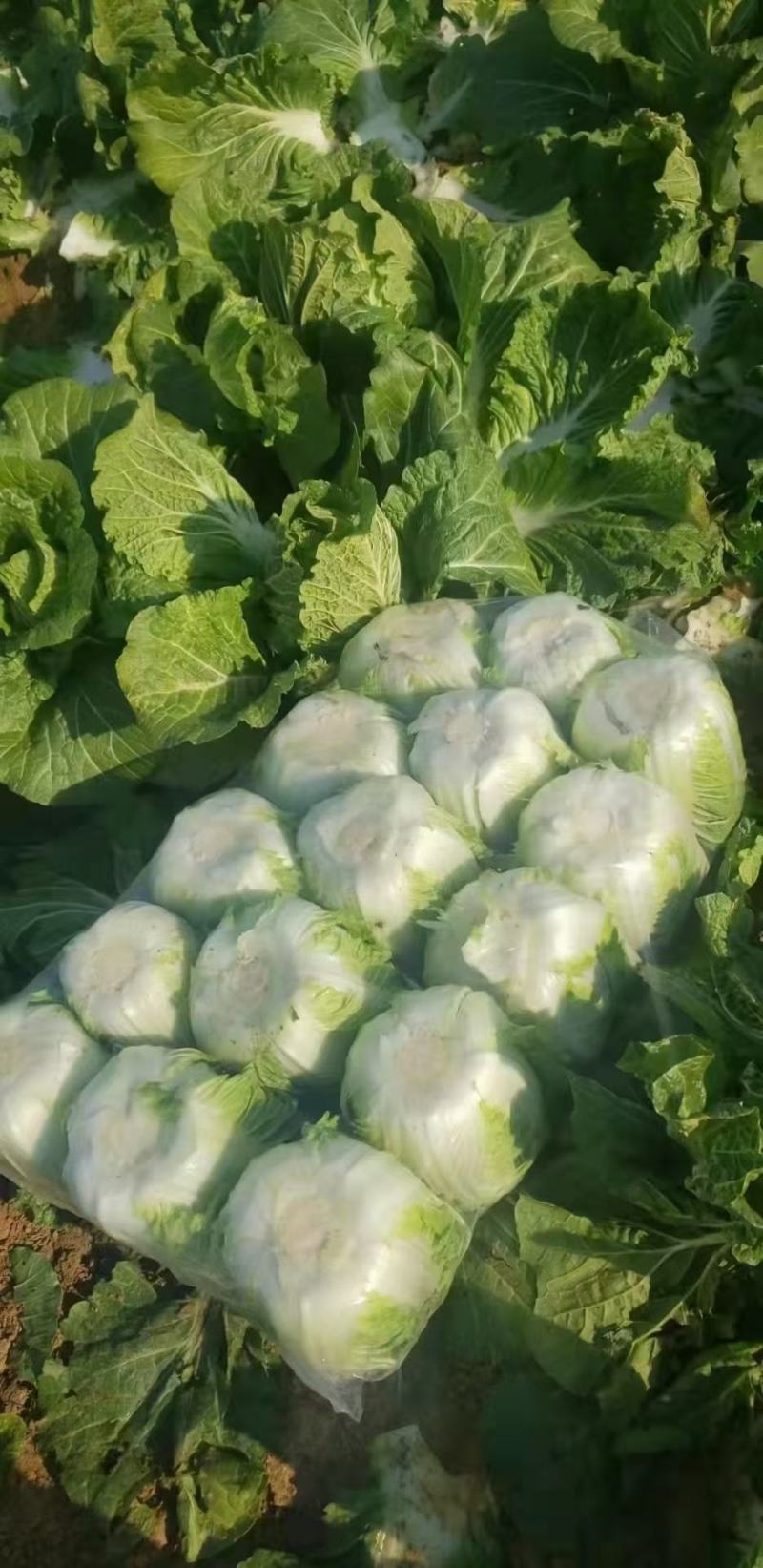 精品黄心大白菜质量保证颜色漂亮饱满需要的老板欢迎来电