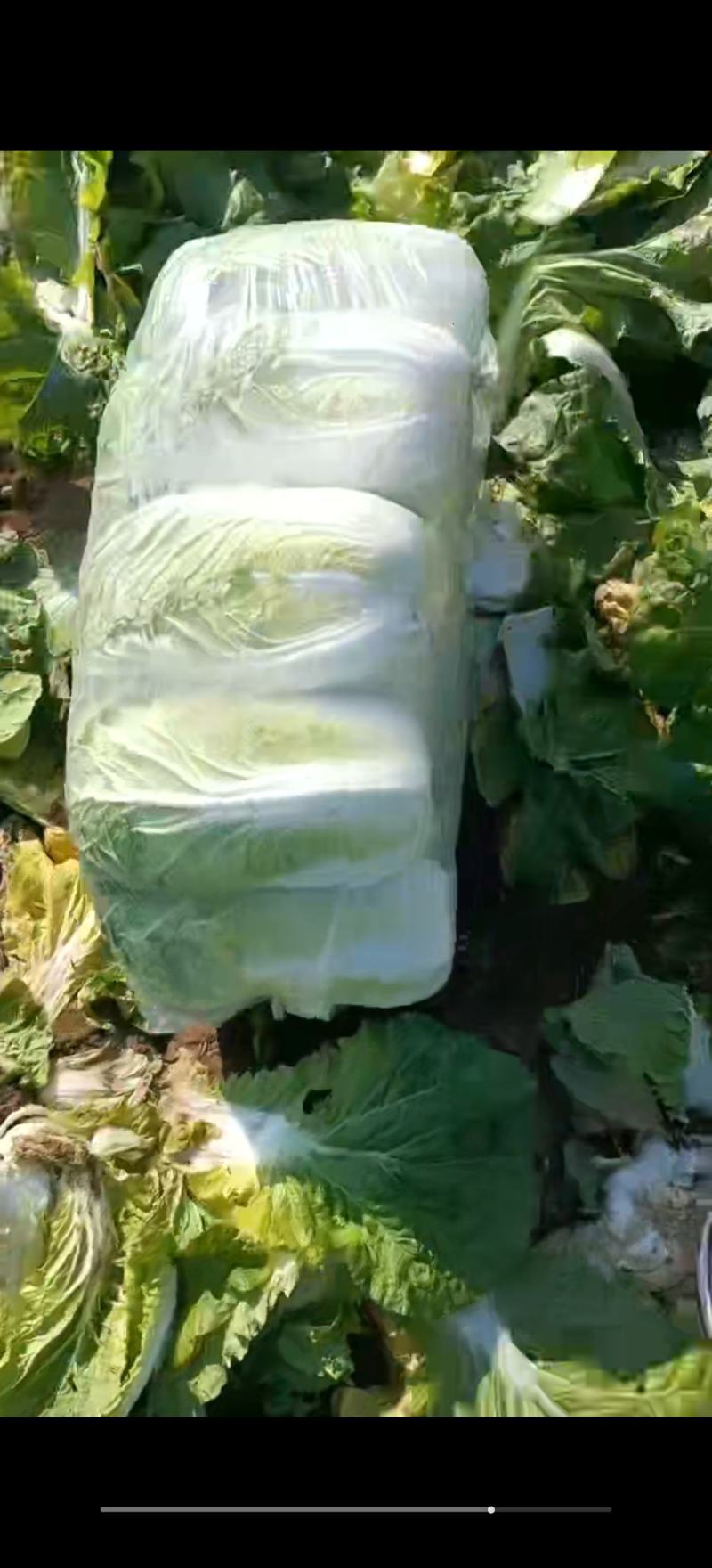 精品黄心大白菜质量保证颜色漂亮饱满需要的老板欢迎来电