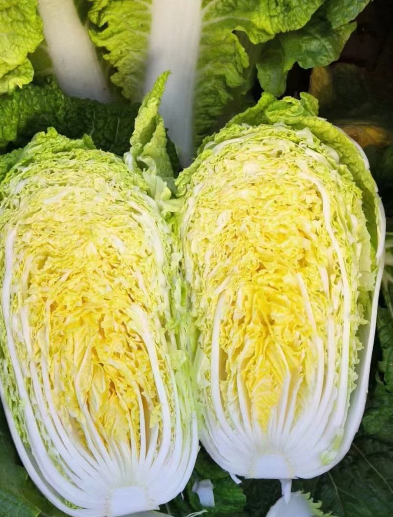 精品黄心大白菜质量保证颜色漂亮饱满需要的老板欢迎来电