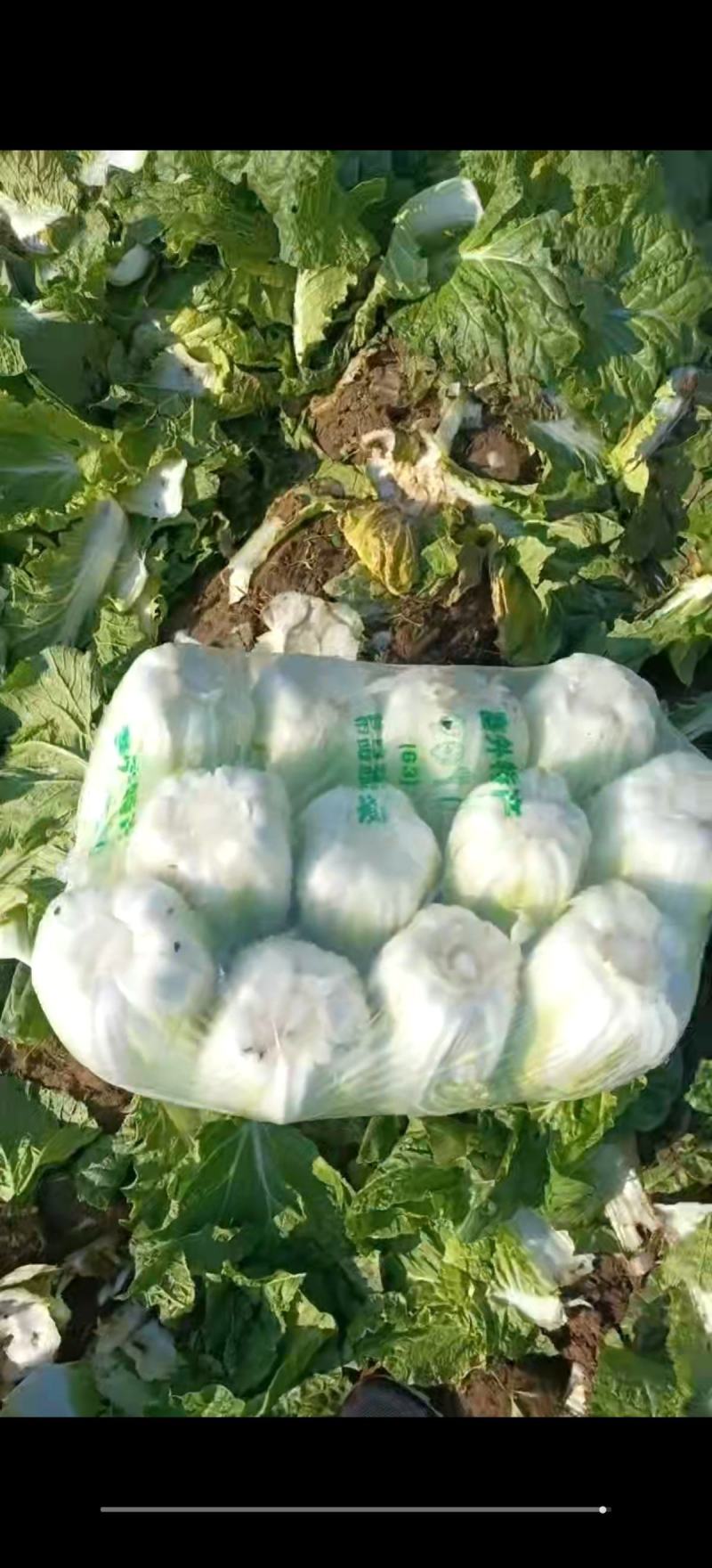 精品黄心大白菜质量保证颜色漂亮饱满需要的老板欢迎来电