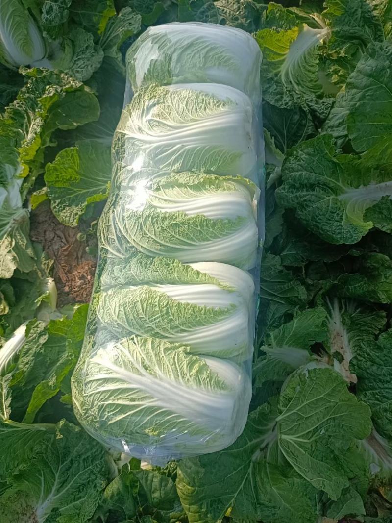 精品黄心大白菜质量保证颜色漂亮饱满需要的老板欢迎来电