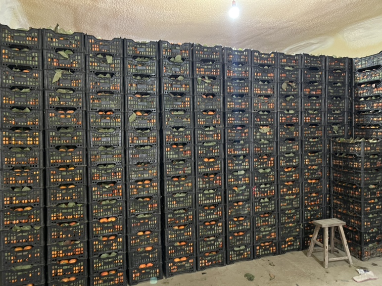 展示一篮柿子放置于冰箱冷藏室中,背景为低温环境下的食品储存场景 柿子冷藏储存示意图