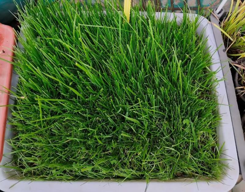 多年生黑麦草种子四季青冬季草坪籽绿化耐寒草四季种易