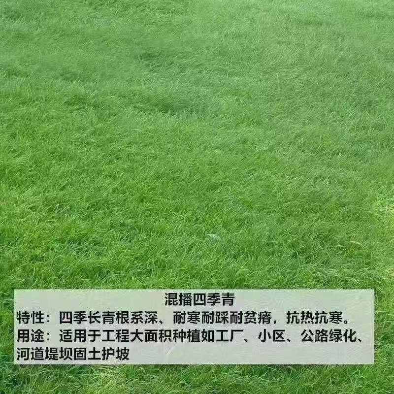 多年生黑麦草种子四季青冬季草坪籽绿化耐寒草四季种易