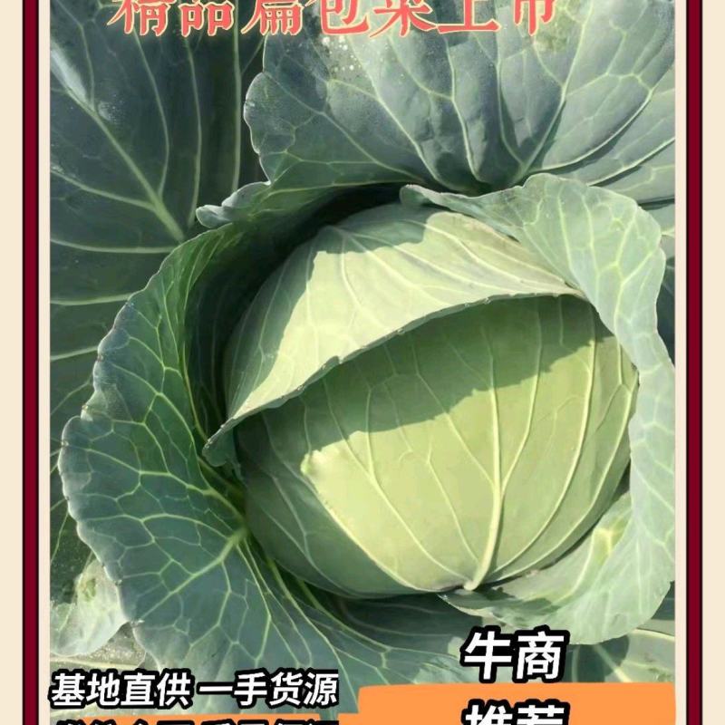 湖北扁包菜，甘蓝奥奇娜包菜大量上市，货源充足