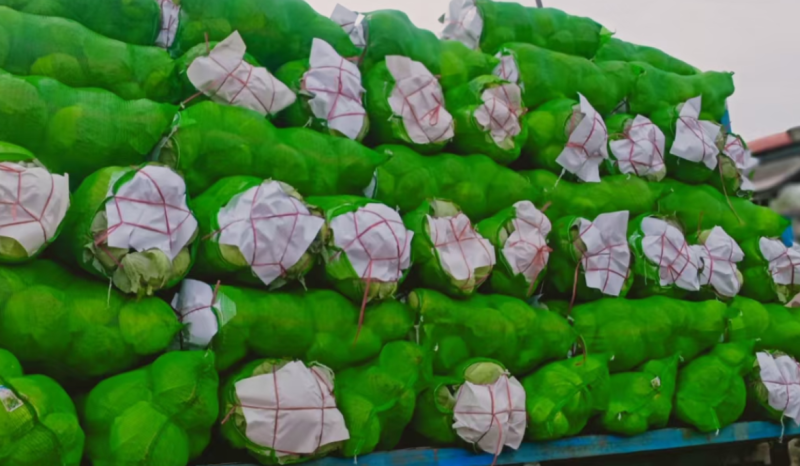 湖北扁包菜，甘蓝奥奇娜包菜大量上市，货源充足