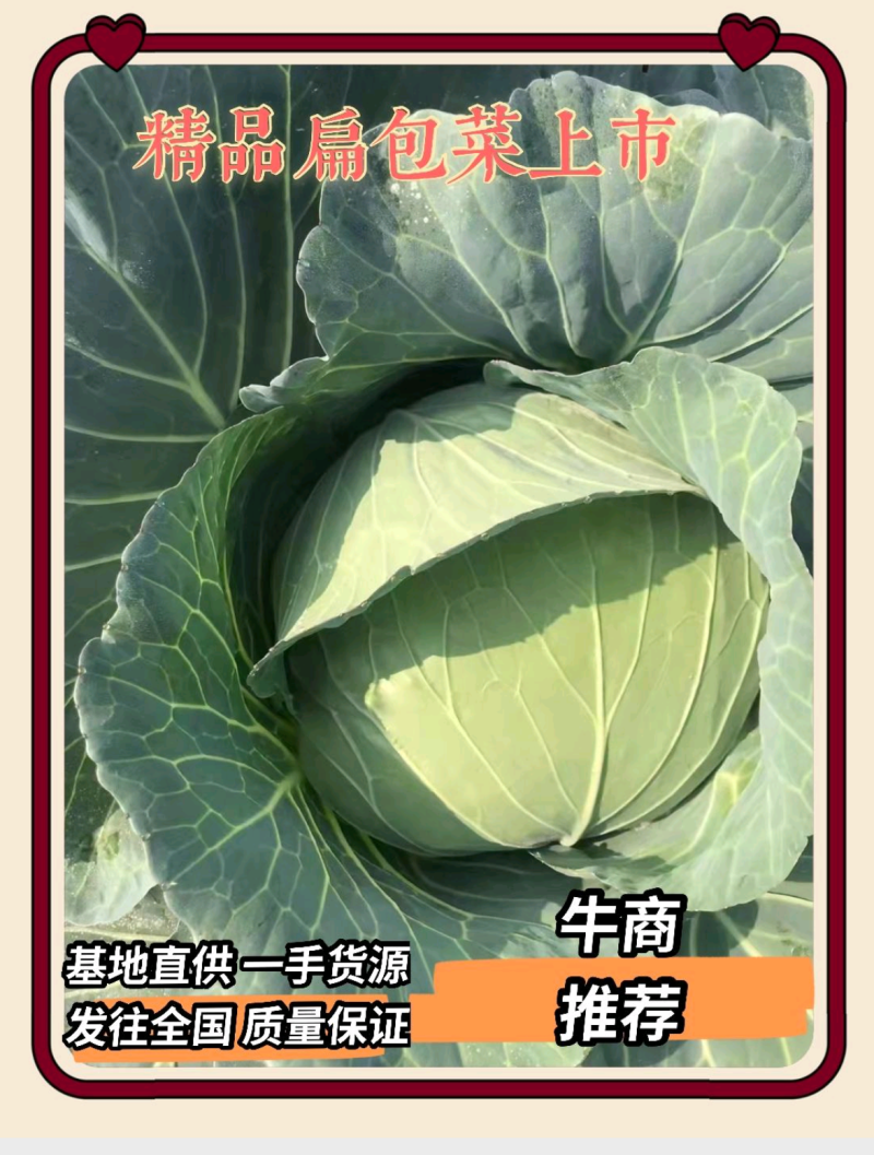 湖北扁包菜，甘蓝奥奇娜包菜大量上市，货源充足