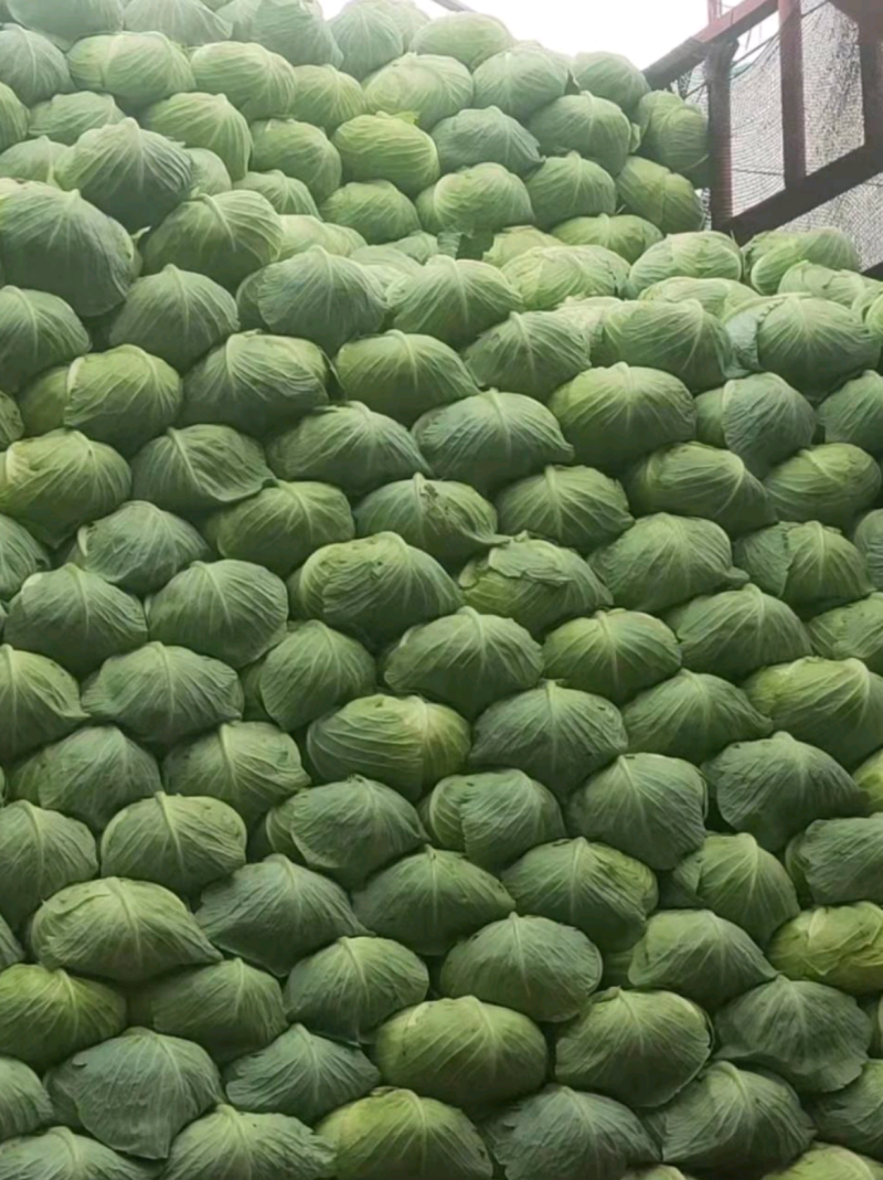 湖北扁包菜，甘蓝奥奇娜包菜大量上市，货源充足