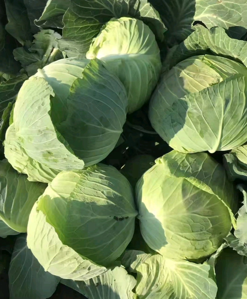 湖北扁包菜，甘蓝奥奇娜包菜大量上市，货源充足