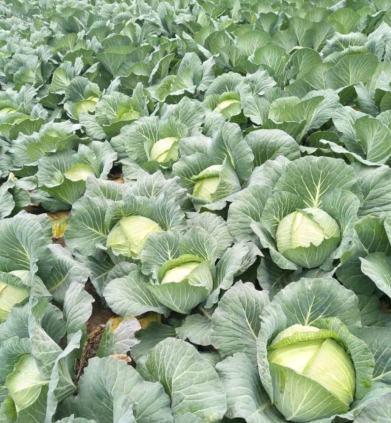 湖北扁包菜，甘蓝奥奇娜包菜大量上市，货源充足