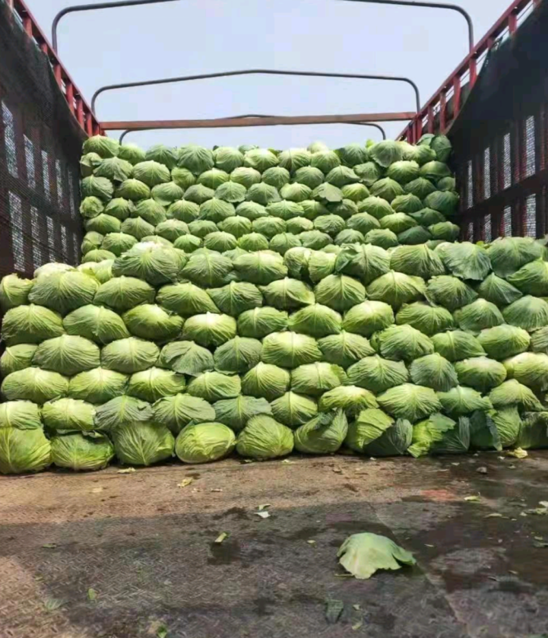 湖北扁包菜，甘蓝奥奇娜包菜大量上市，货源充足
