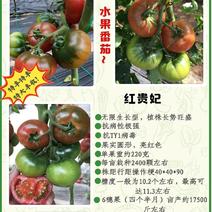 ，大果草莓番茄苗——铁皮柿子苗，带青肩，风味浓郁。