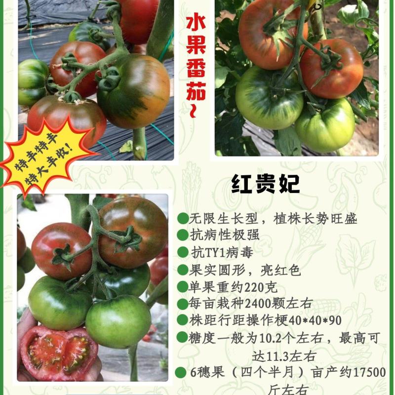 包邮，大果草莓番茄苗——铁皮柿子苗，带青肩，风味浓郁。