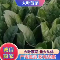 【量大优惠】黑油亮菠菜园叶波菜大基地直供品质保障