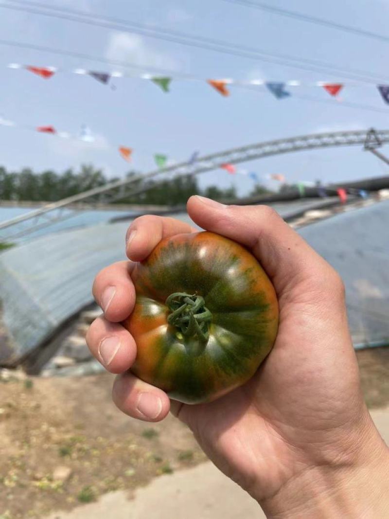 包邮，大果草莓番茄苗——铁皮柿子苗，带青肩，风味浓郁。