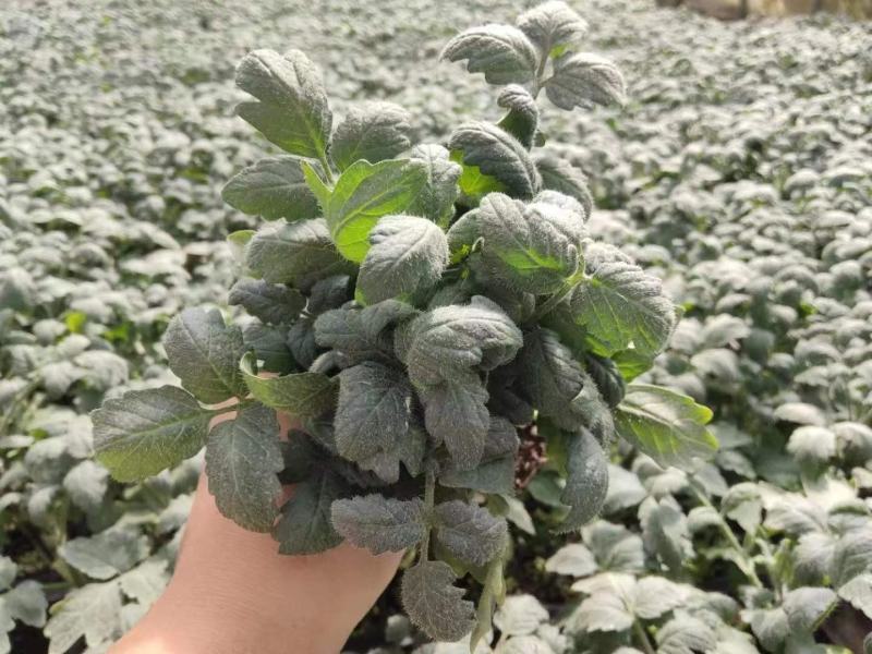 包邮，大果草莓番茄苗——铁皮柿子苗，带青肩，风味浓郁。