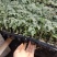 包邮，大果草莓番茄苗——铁皮柿子苗，带青肩，风味浓郁。