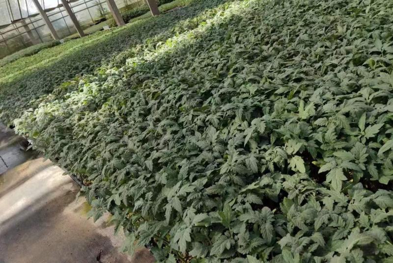 包邮，大果草莓番茄苗——铁皮柿子苗，带青肩，风味浓郁。